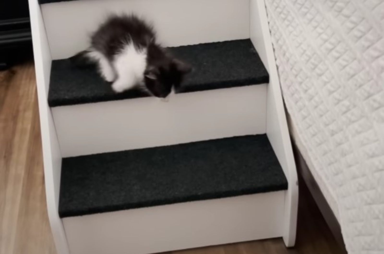 kitten on stairs