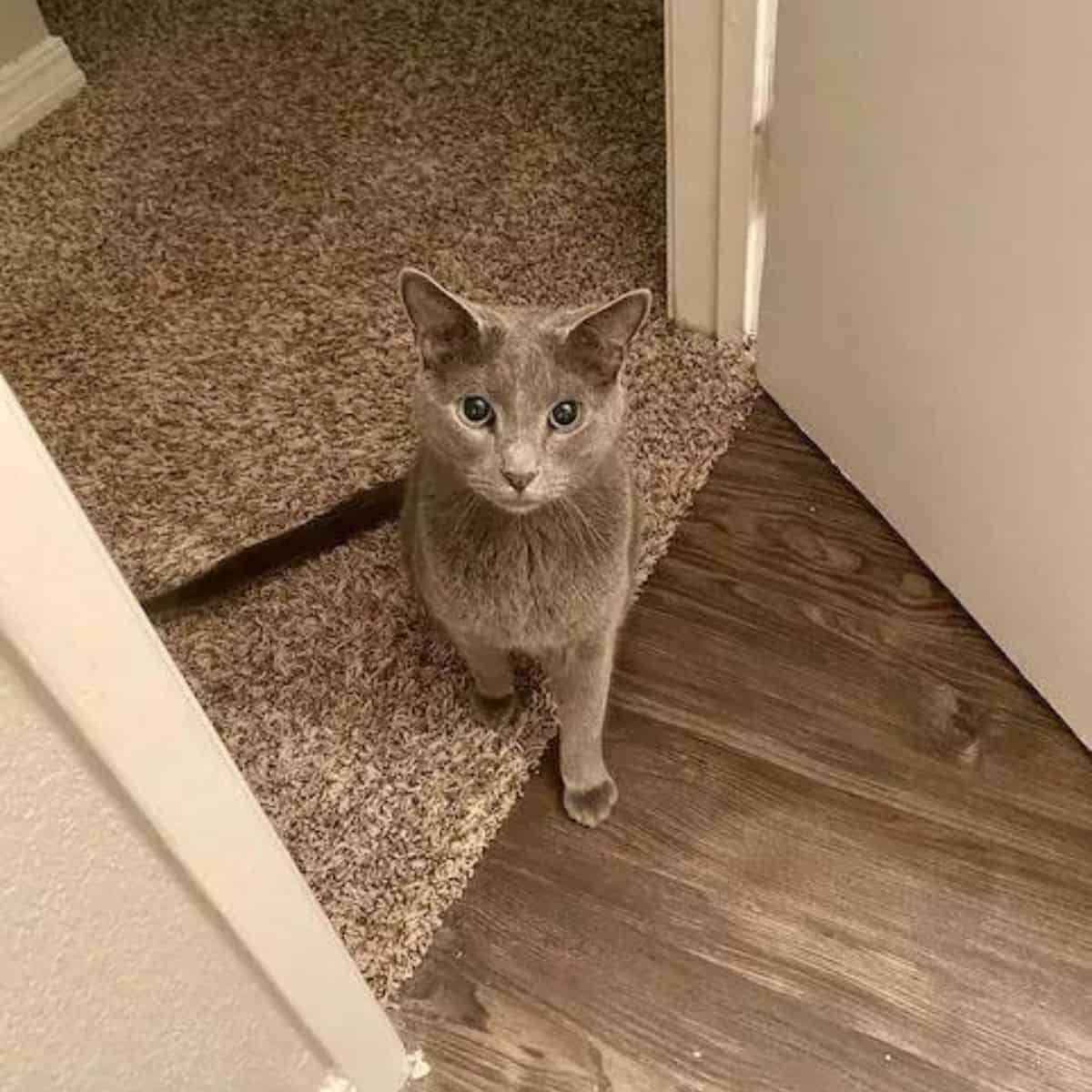 cat sitting on the floor