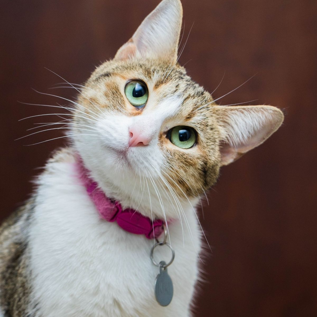 cute cat with necklace