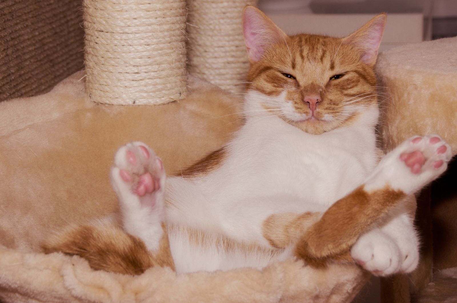 cat lying on its back