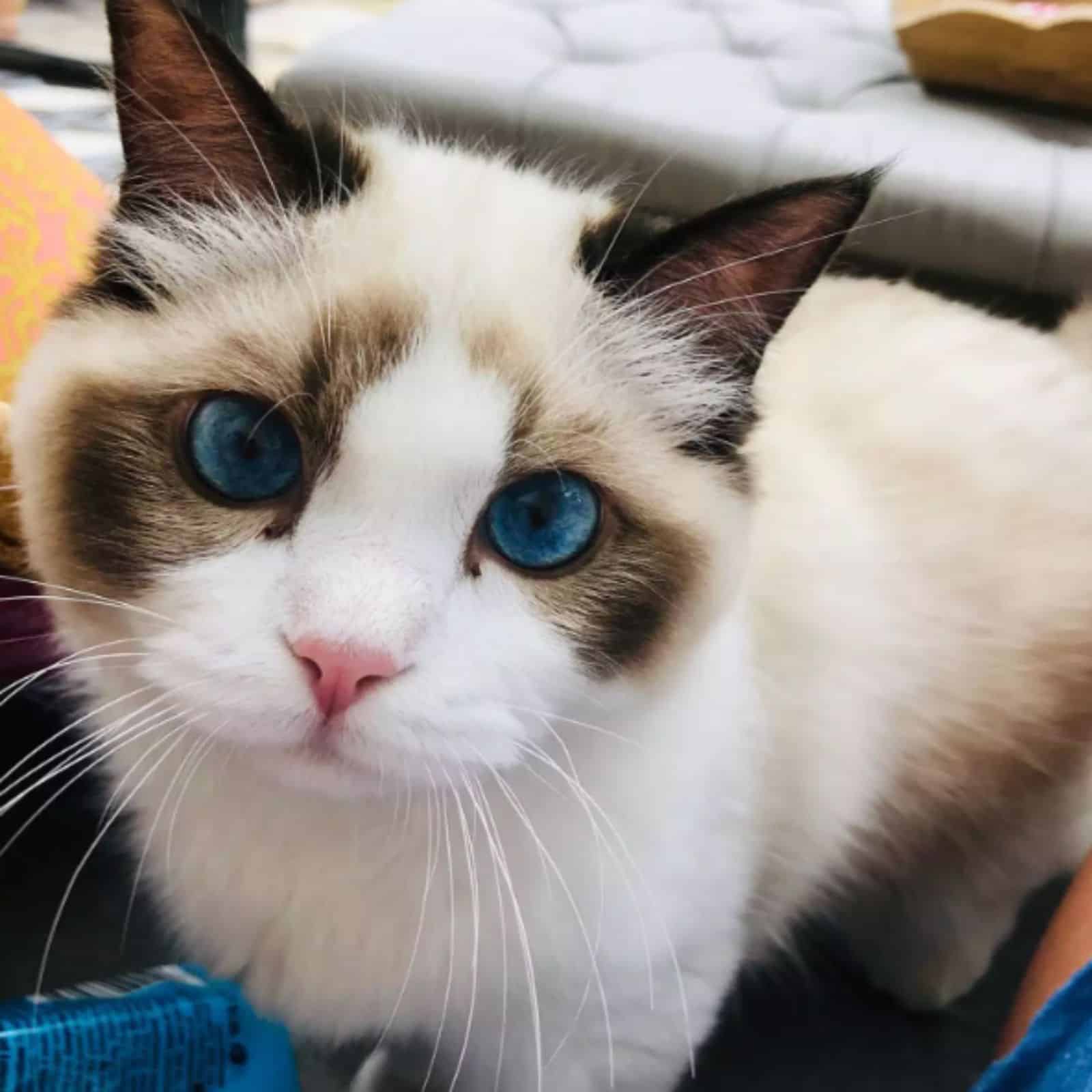 cat with blue eyes