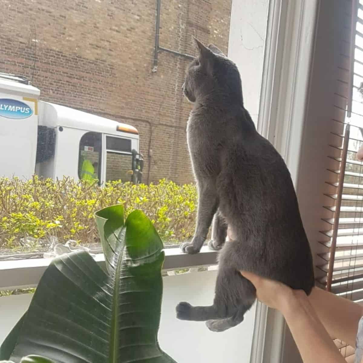 cat looking through the window