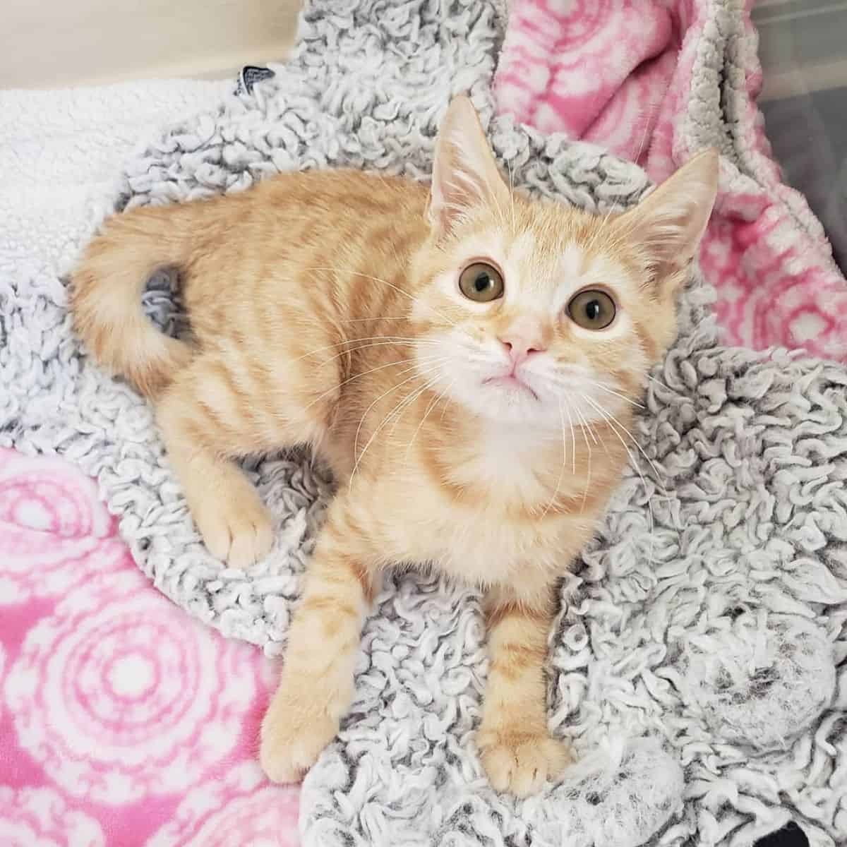 orange kitten