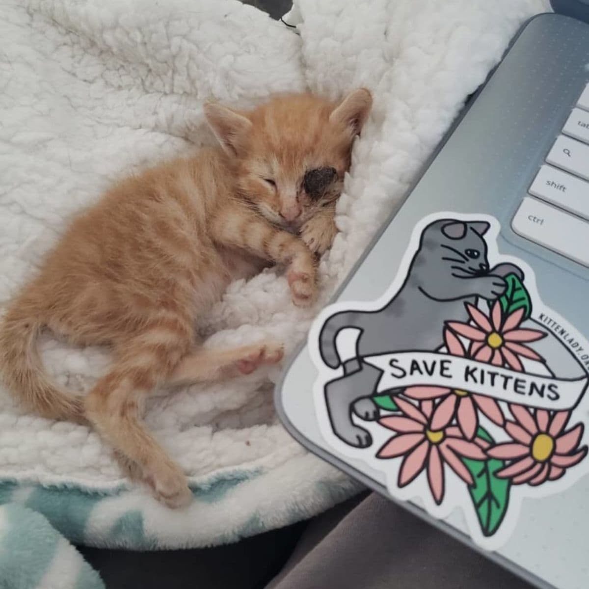 kitten sleeping