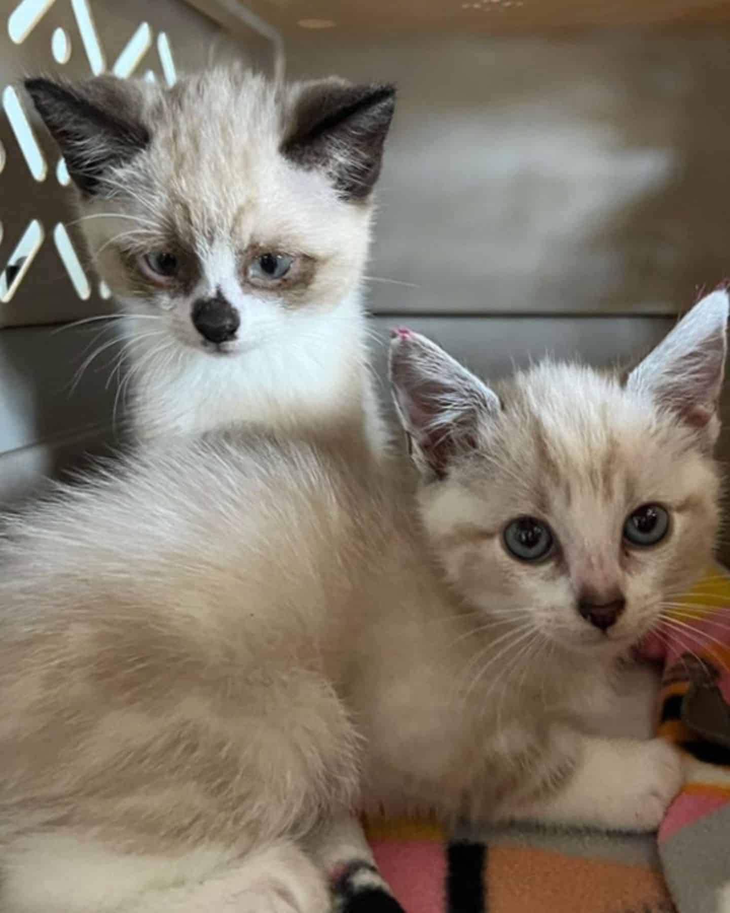 two kittens in a box