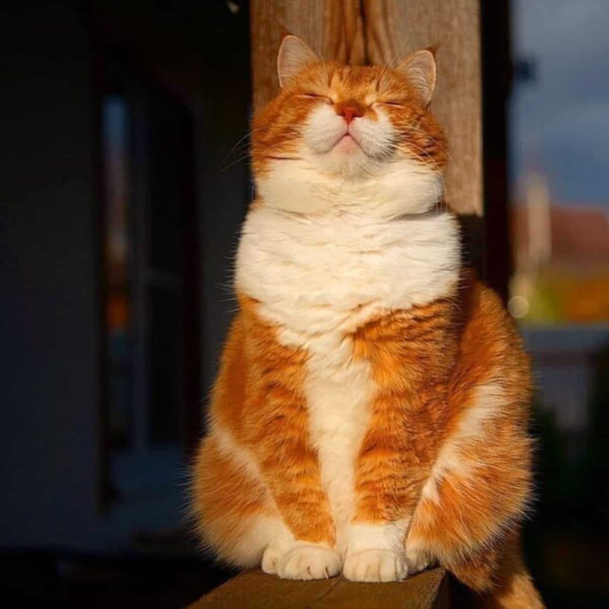 cute ginger cat