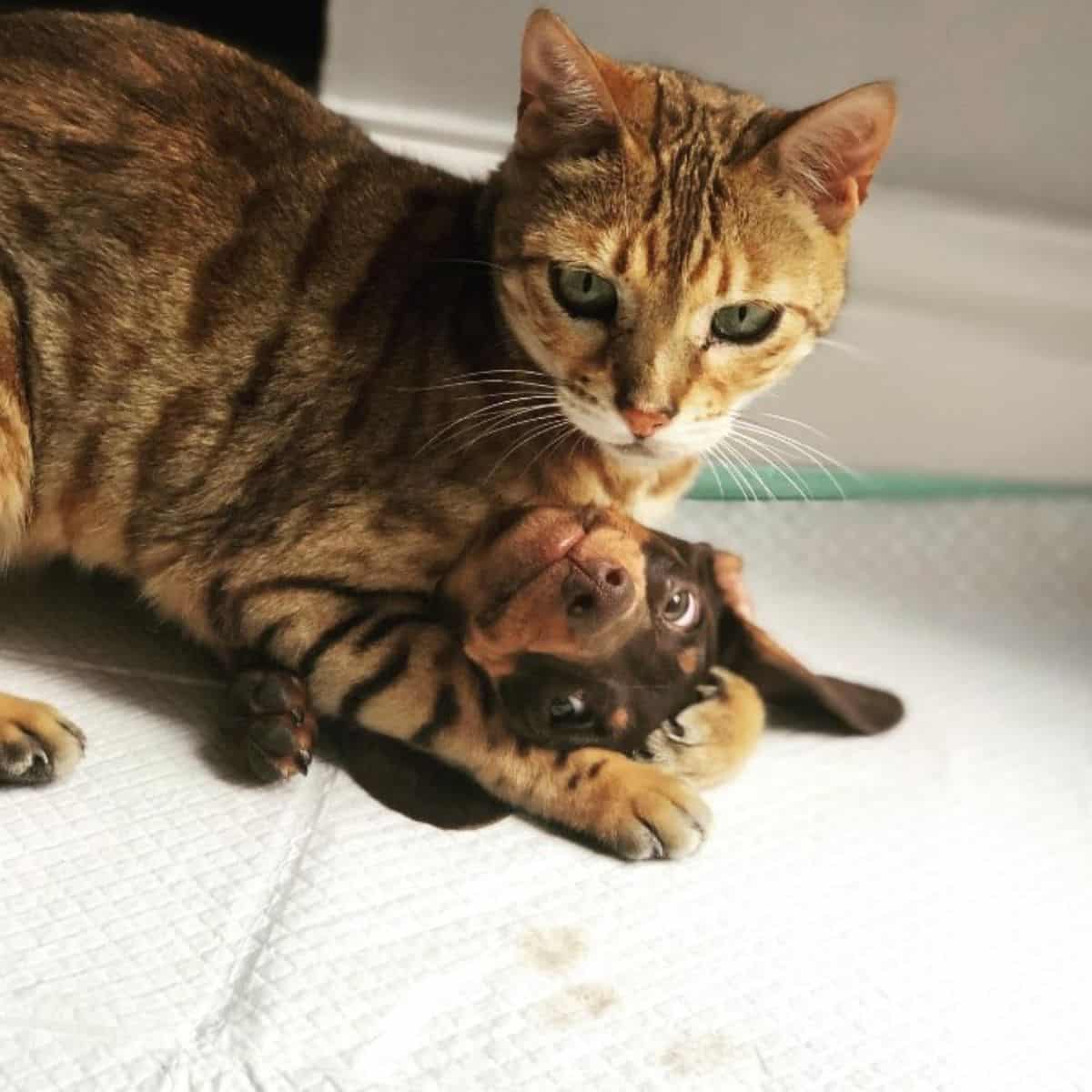 cat lying on dog