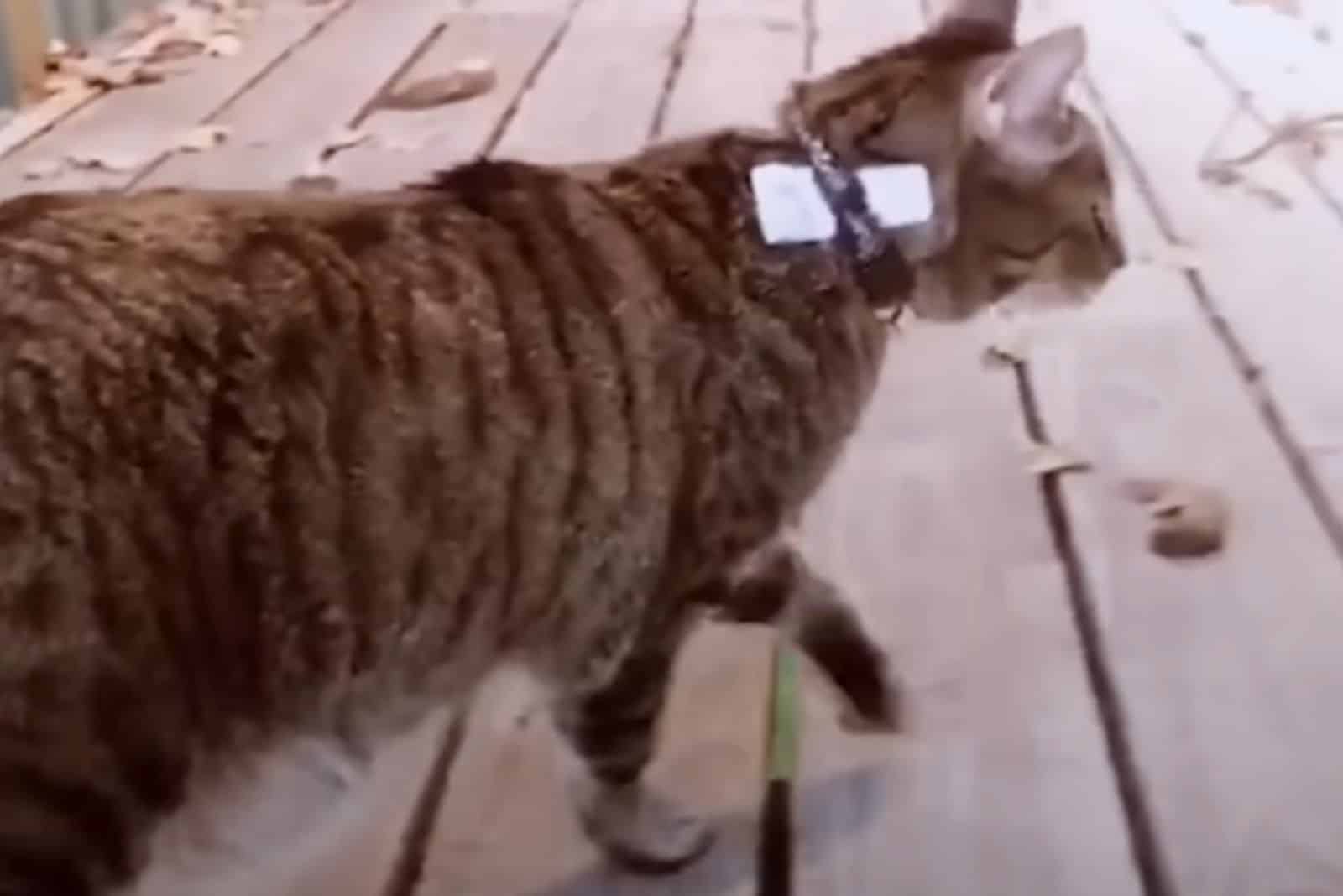 cat walking