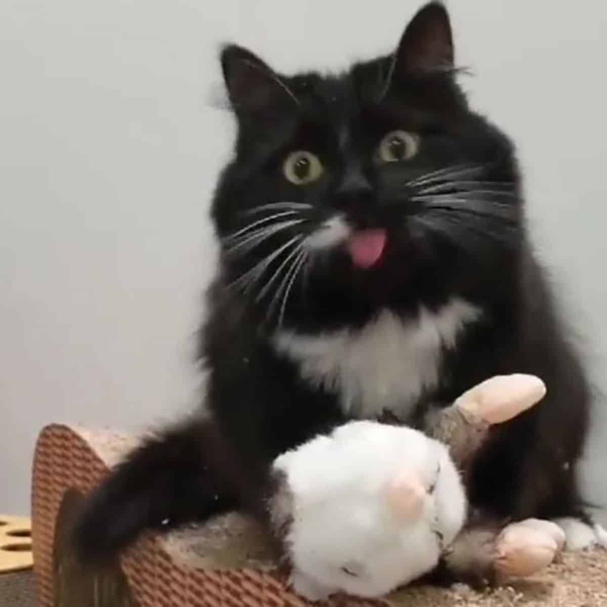 cat with tongue out