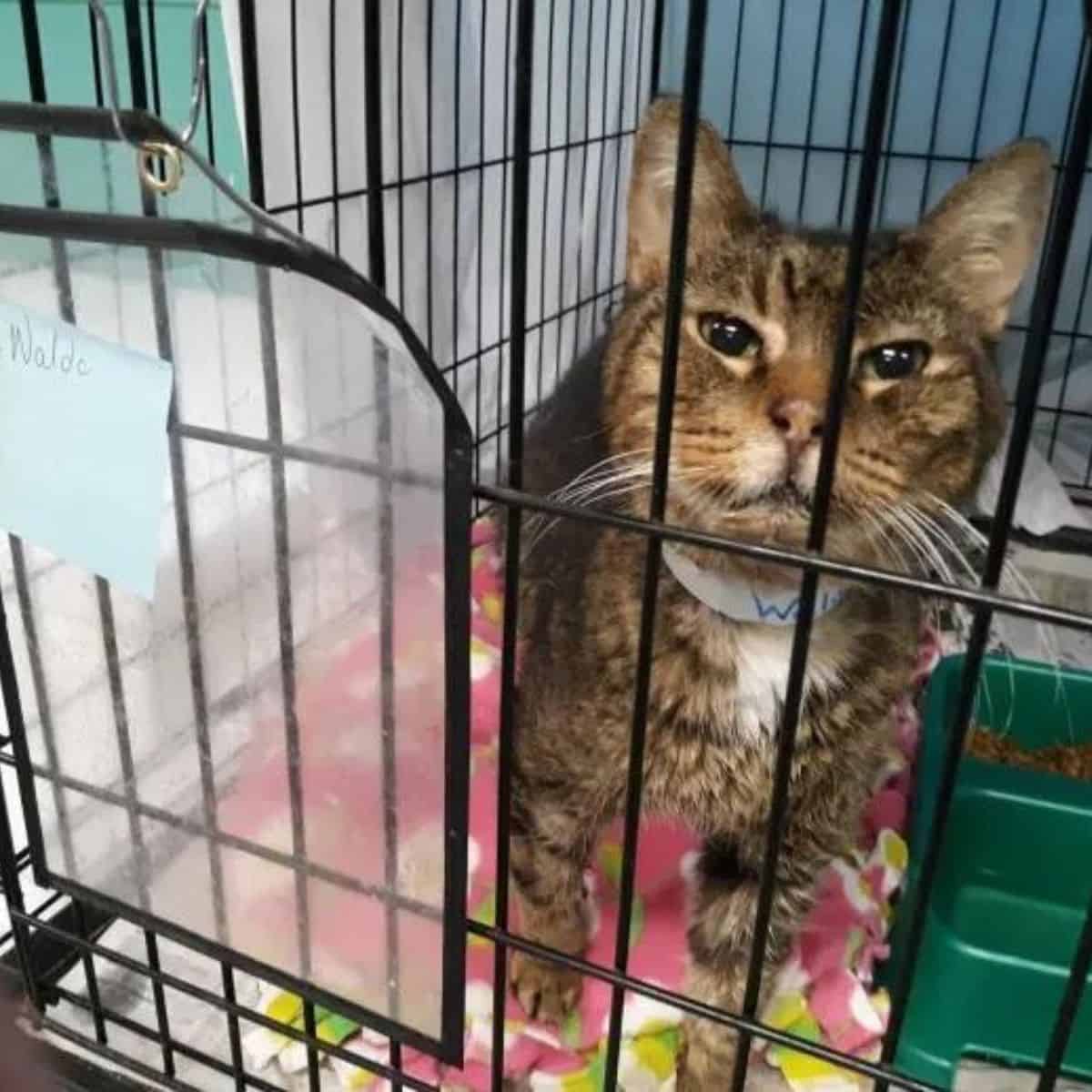 cat in a cage