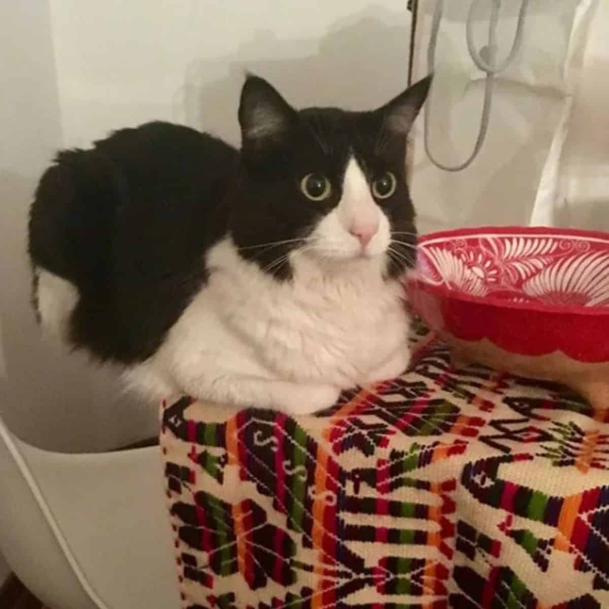 cat sitting on table