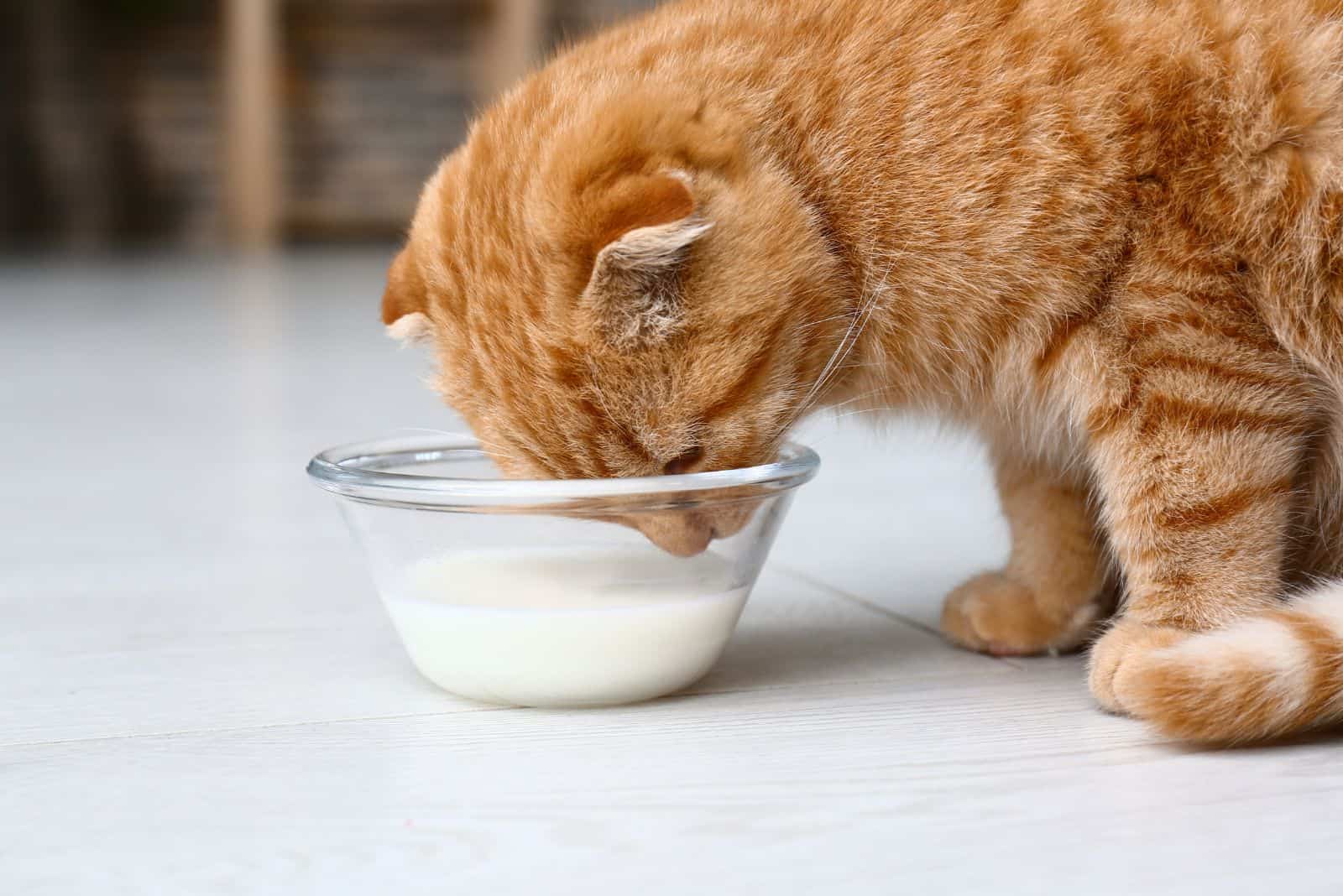 cat eating from a bowl