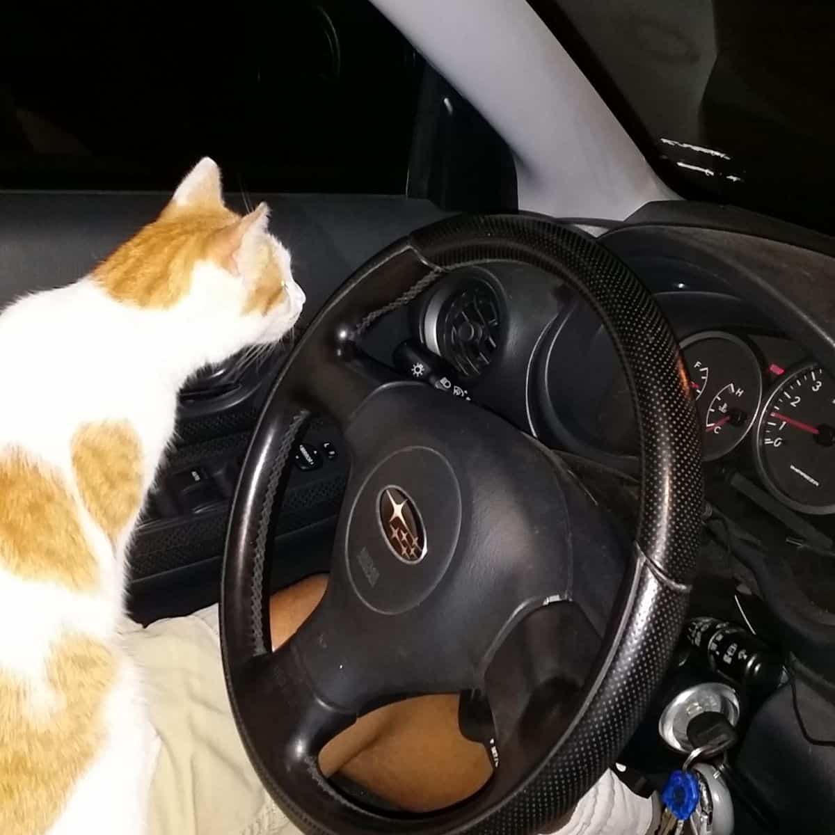 cat in the car