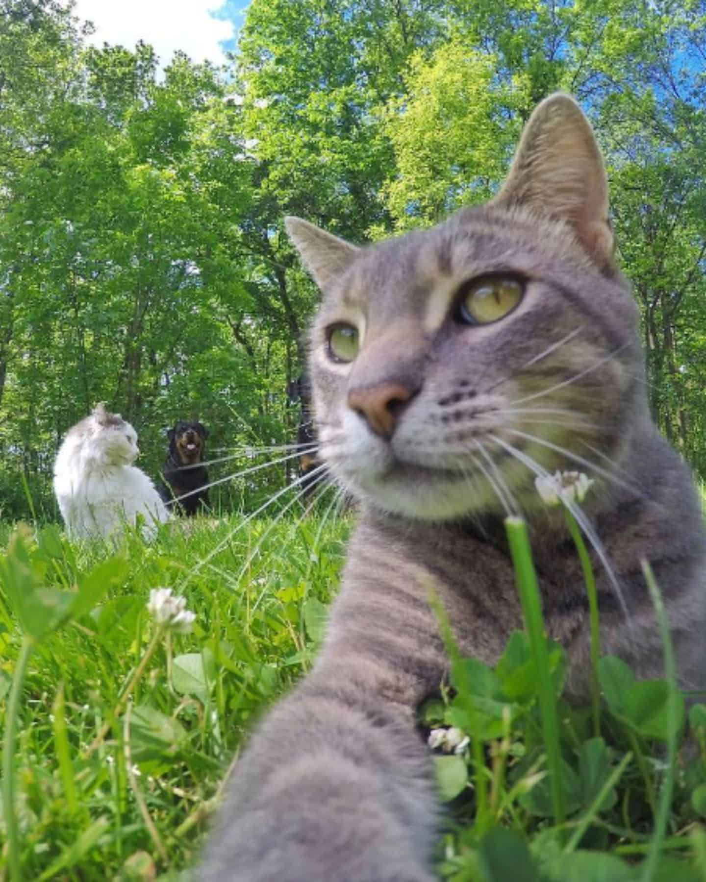 cat lying on grass