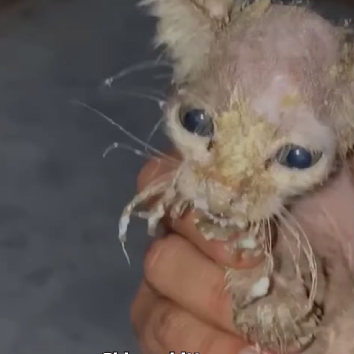 dirty kitten