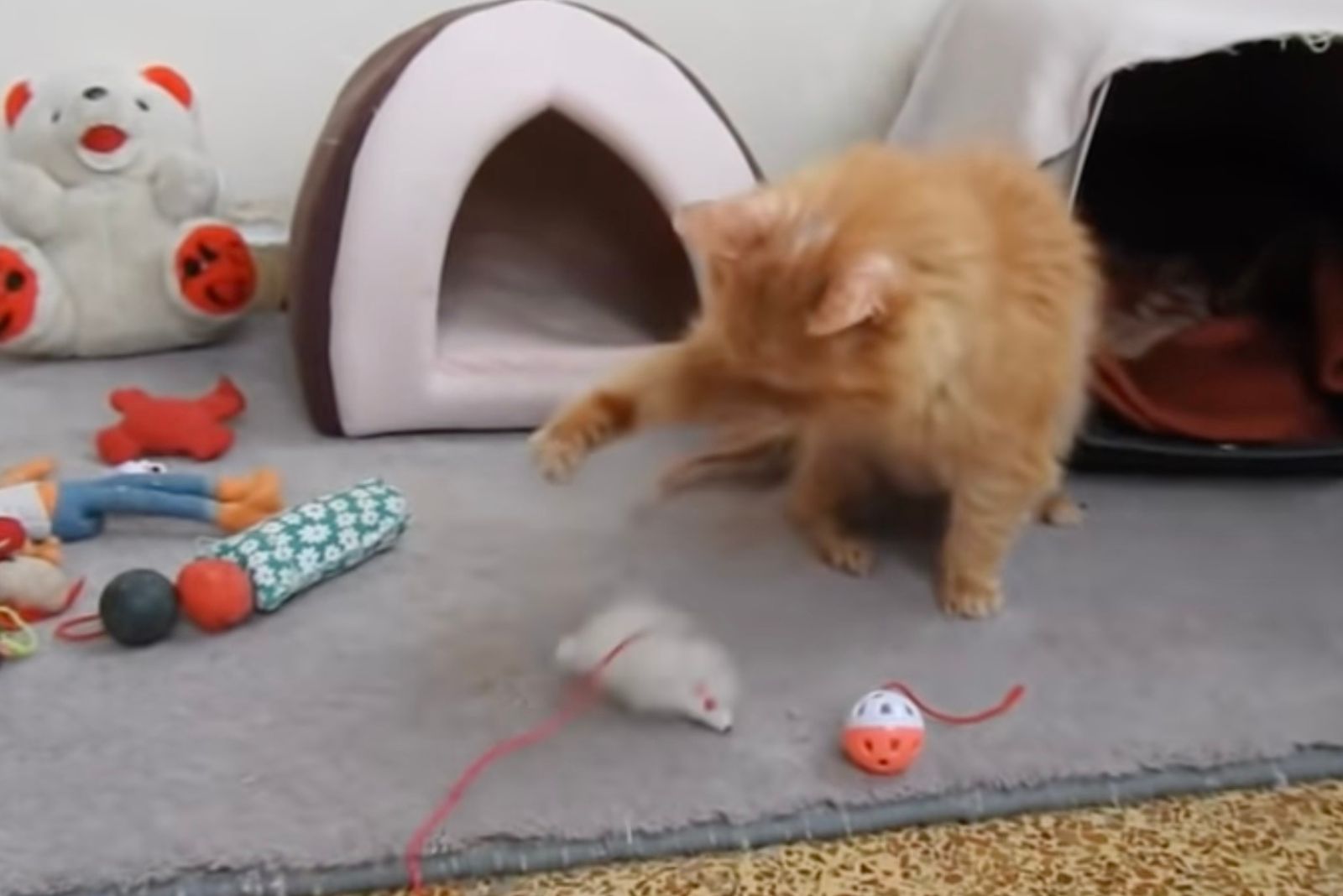 cat playing