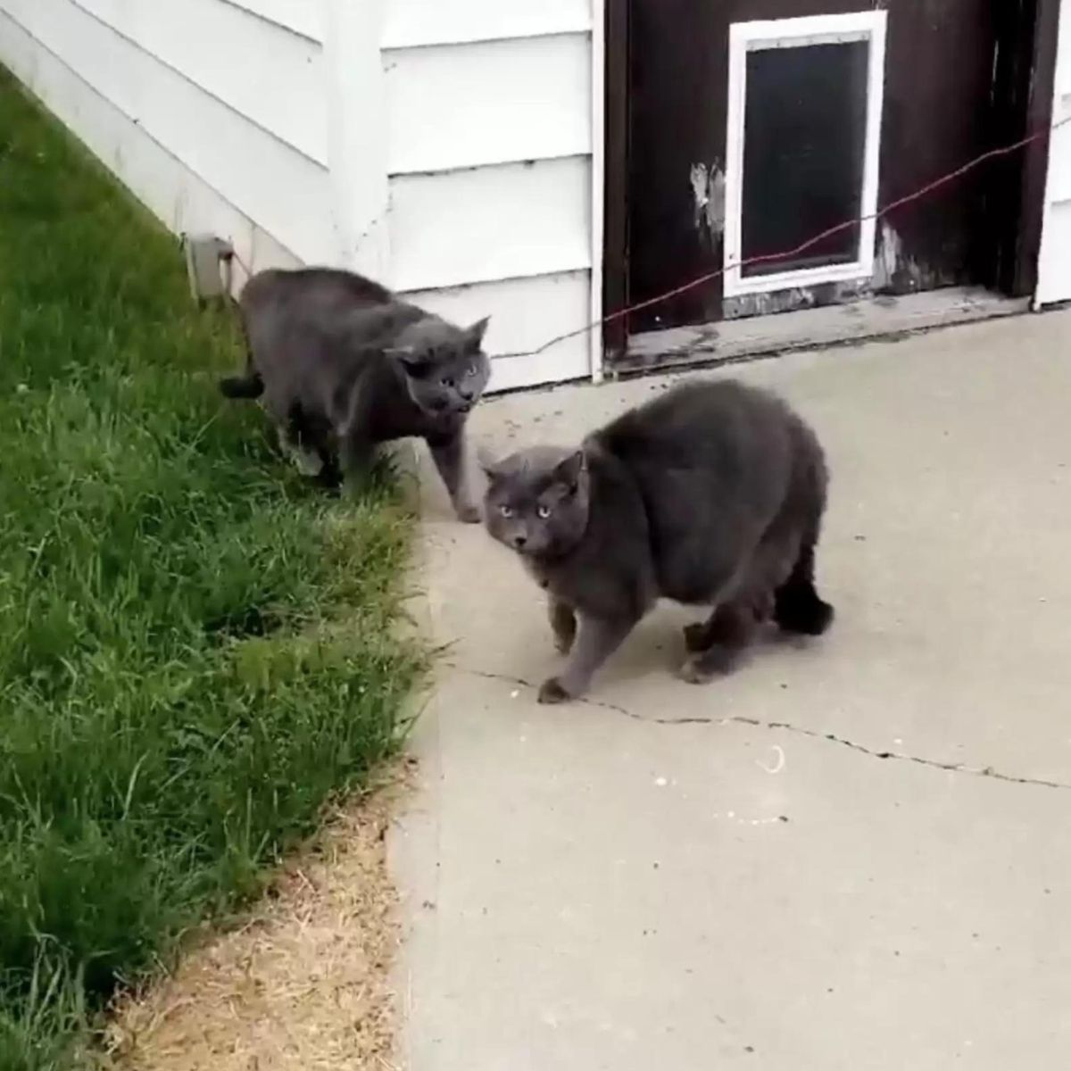 two cats in the yard