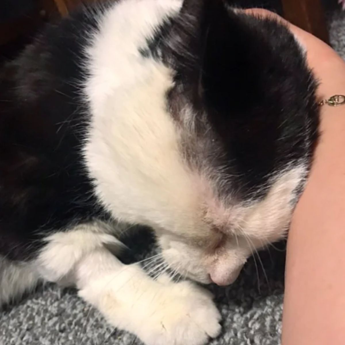 woman petting cat