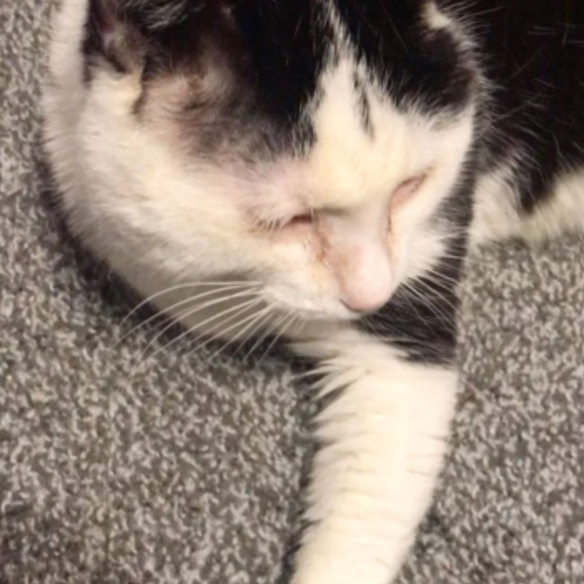 cat laying on a floor