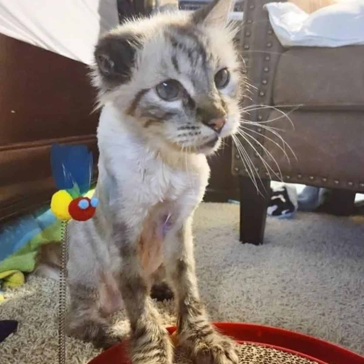 cute grey cat