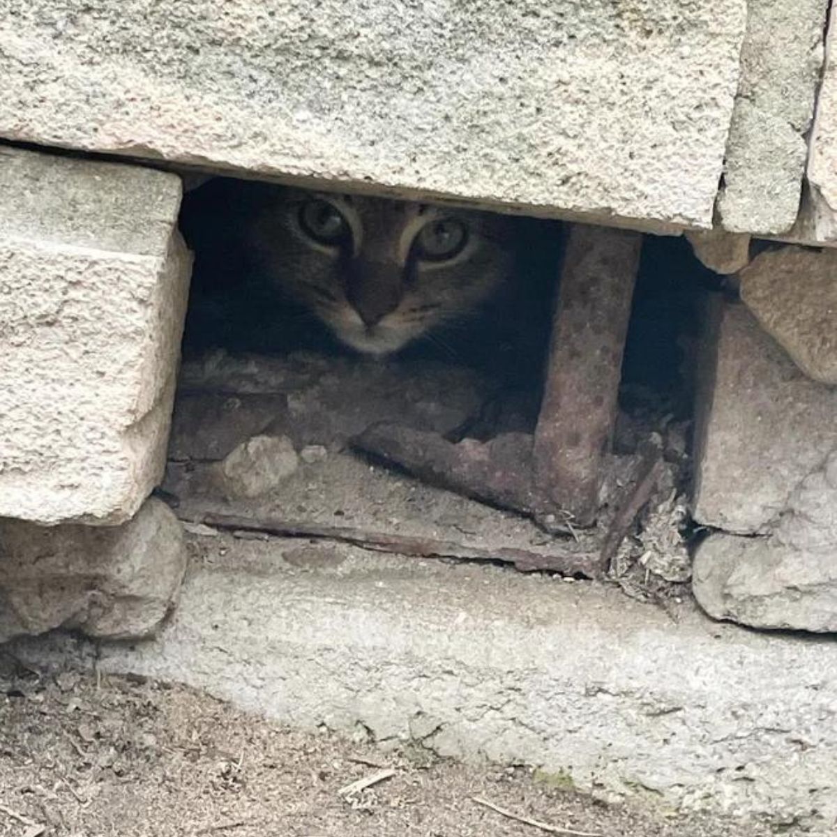 cat peeking from a hole in the wall