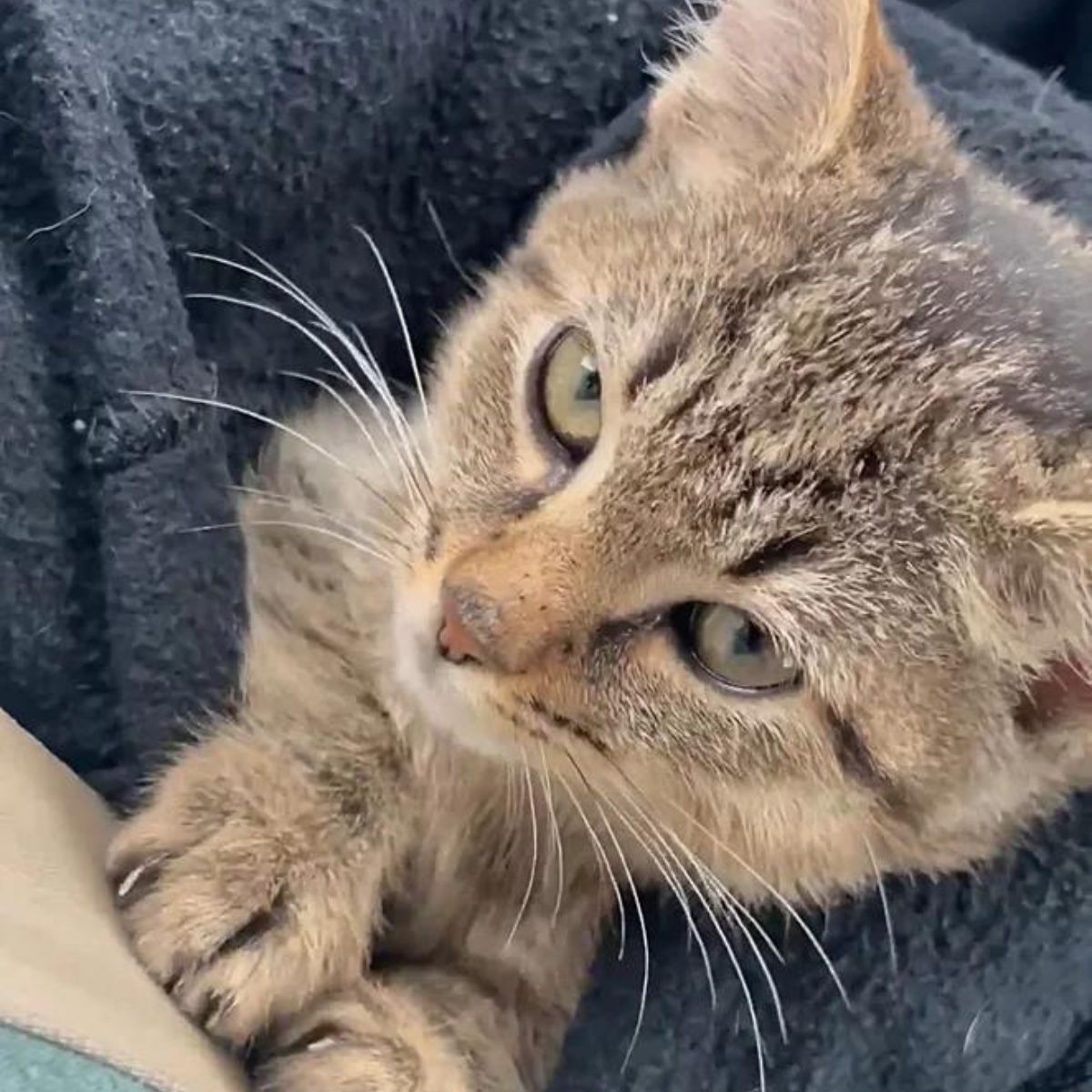 close-up photo of rescued cat