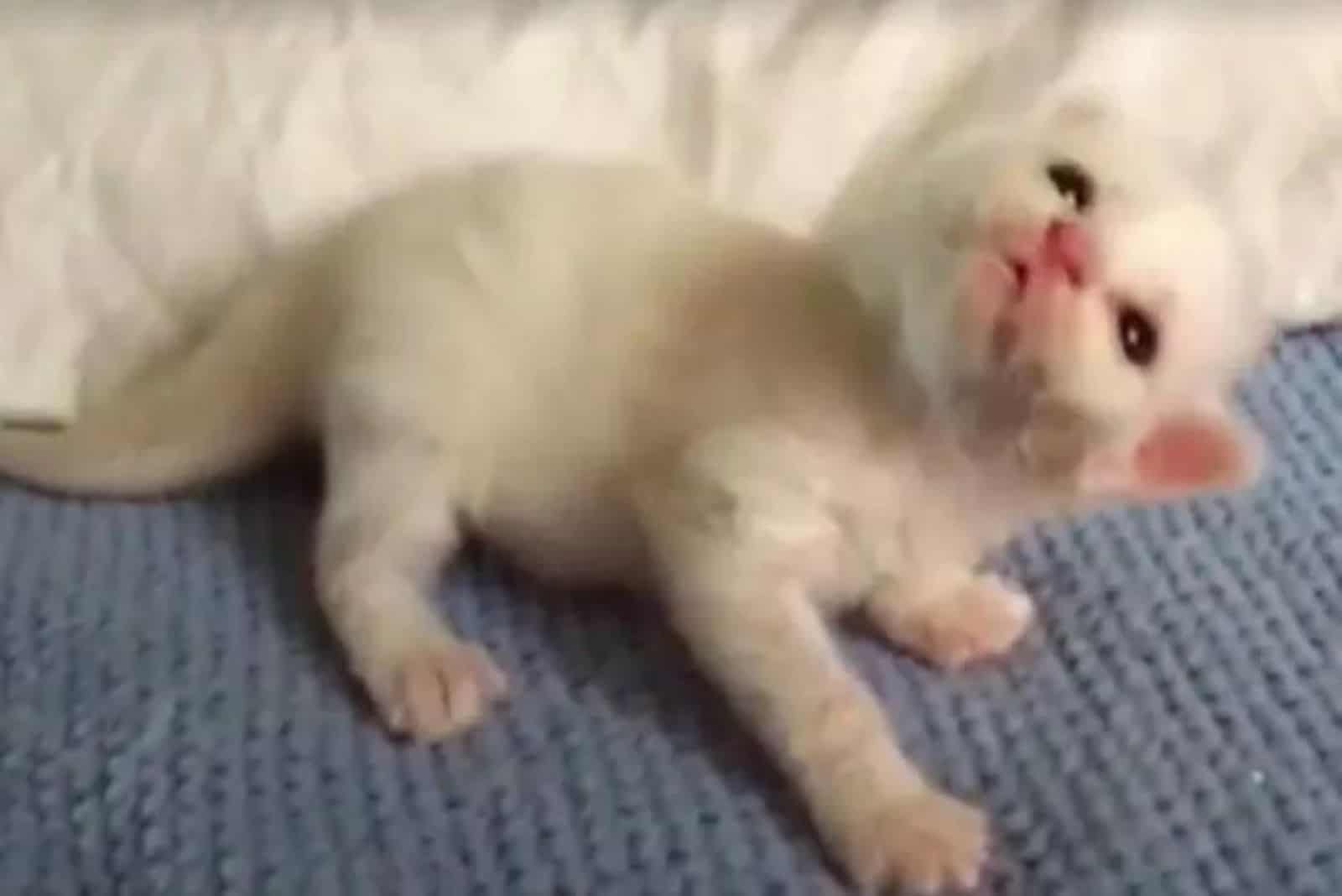 cute white kitten