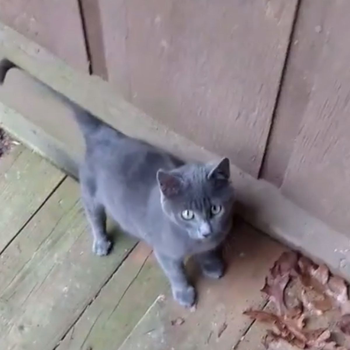 cute gray kitten