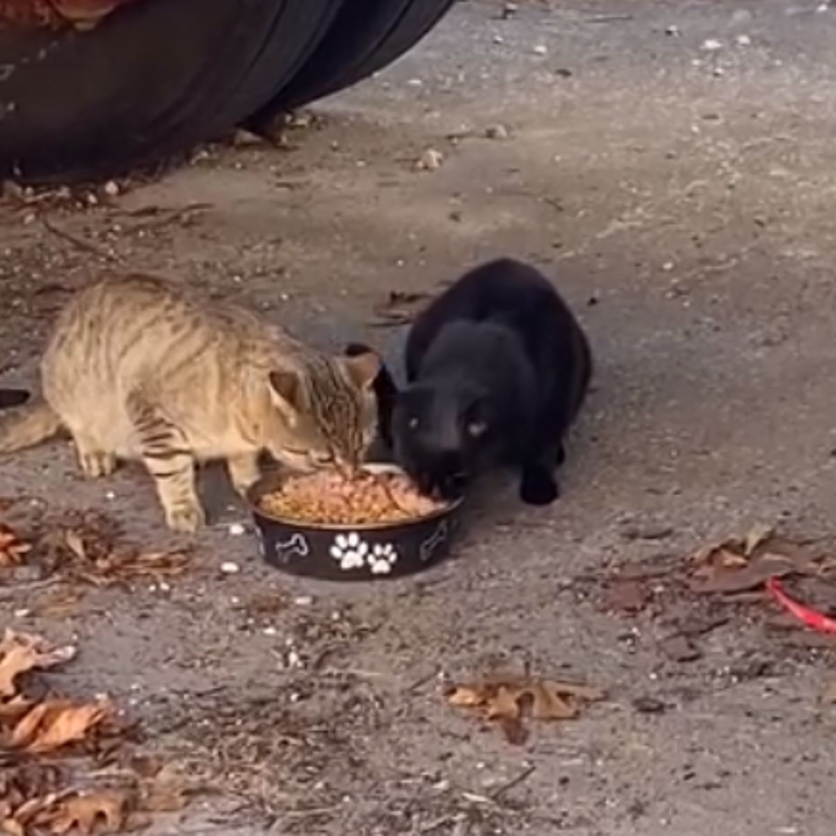 two cats eating