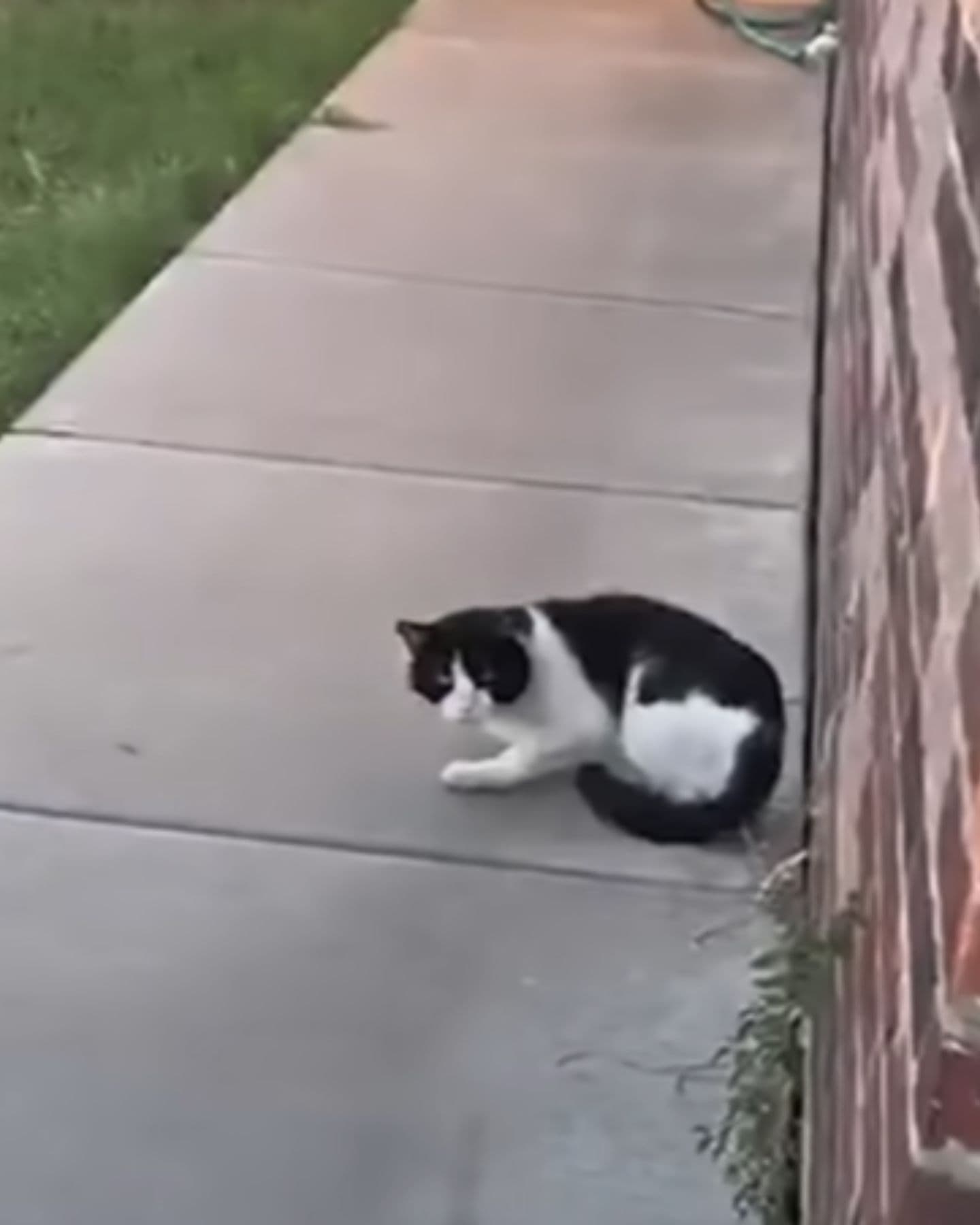 white and black cat