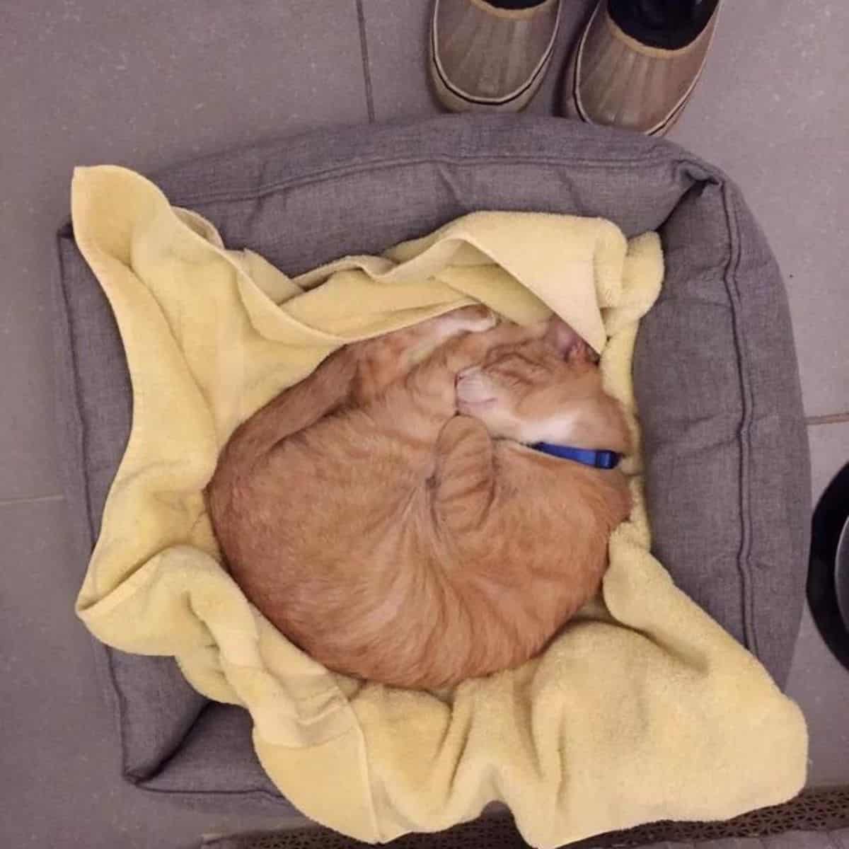 cat sleeps in her bed