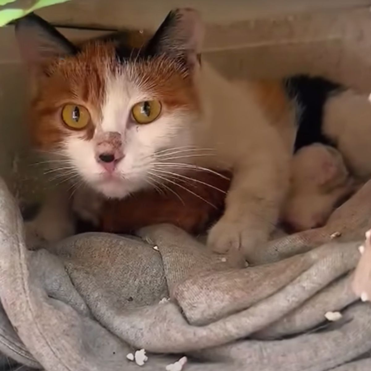 cat laying on the blanket