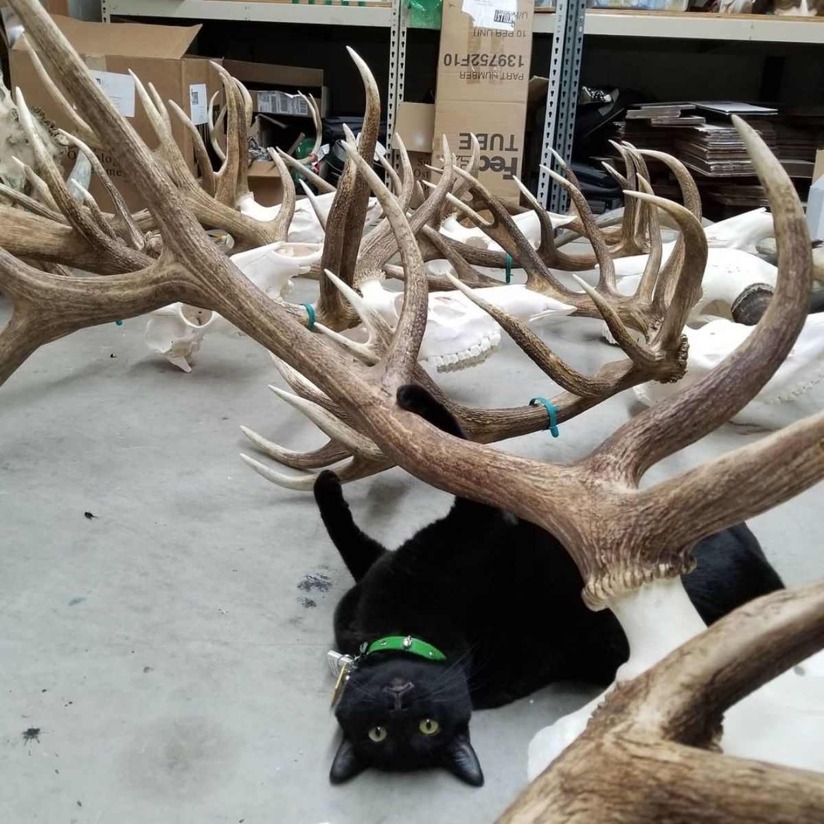 cat lying under horns at museum