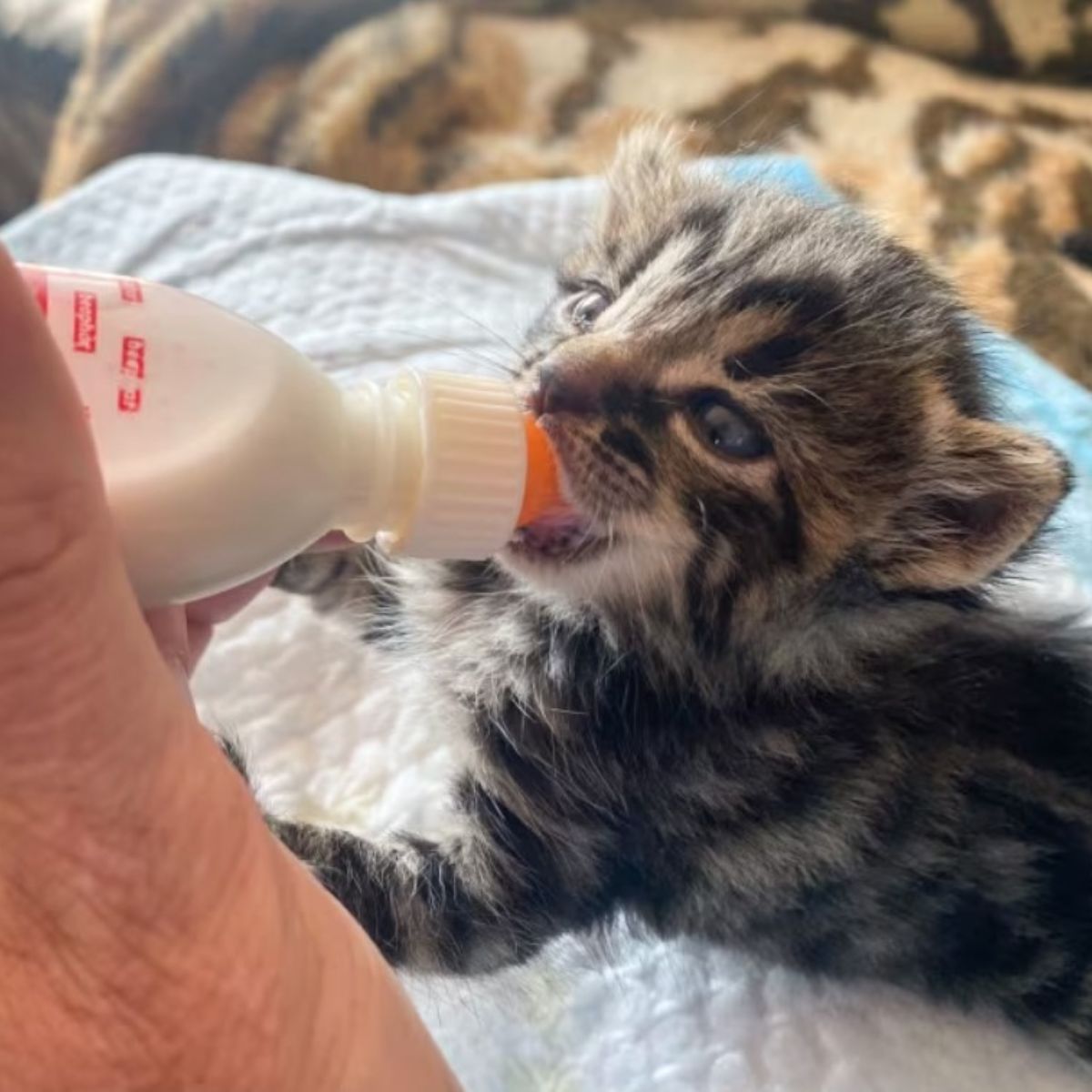 kitten drinking a milk