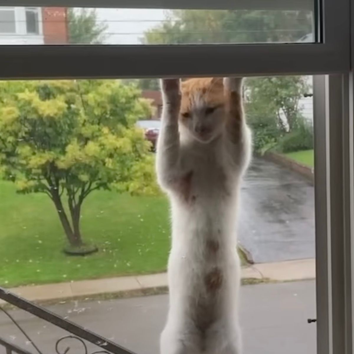 cat looking through the window