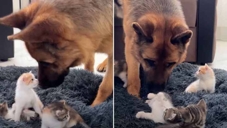 Dog Is Completely Baffled At The Sight Of Tiny Kittens Usurping His Bed