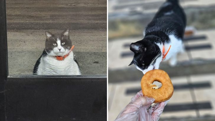 This Plump Cat Leads The Line At South Carolina Bakery Ensuring No One Gets Donuts Before Him