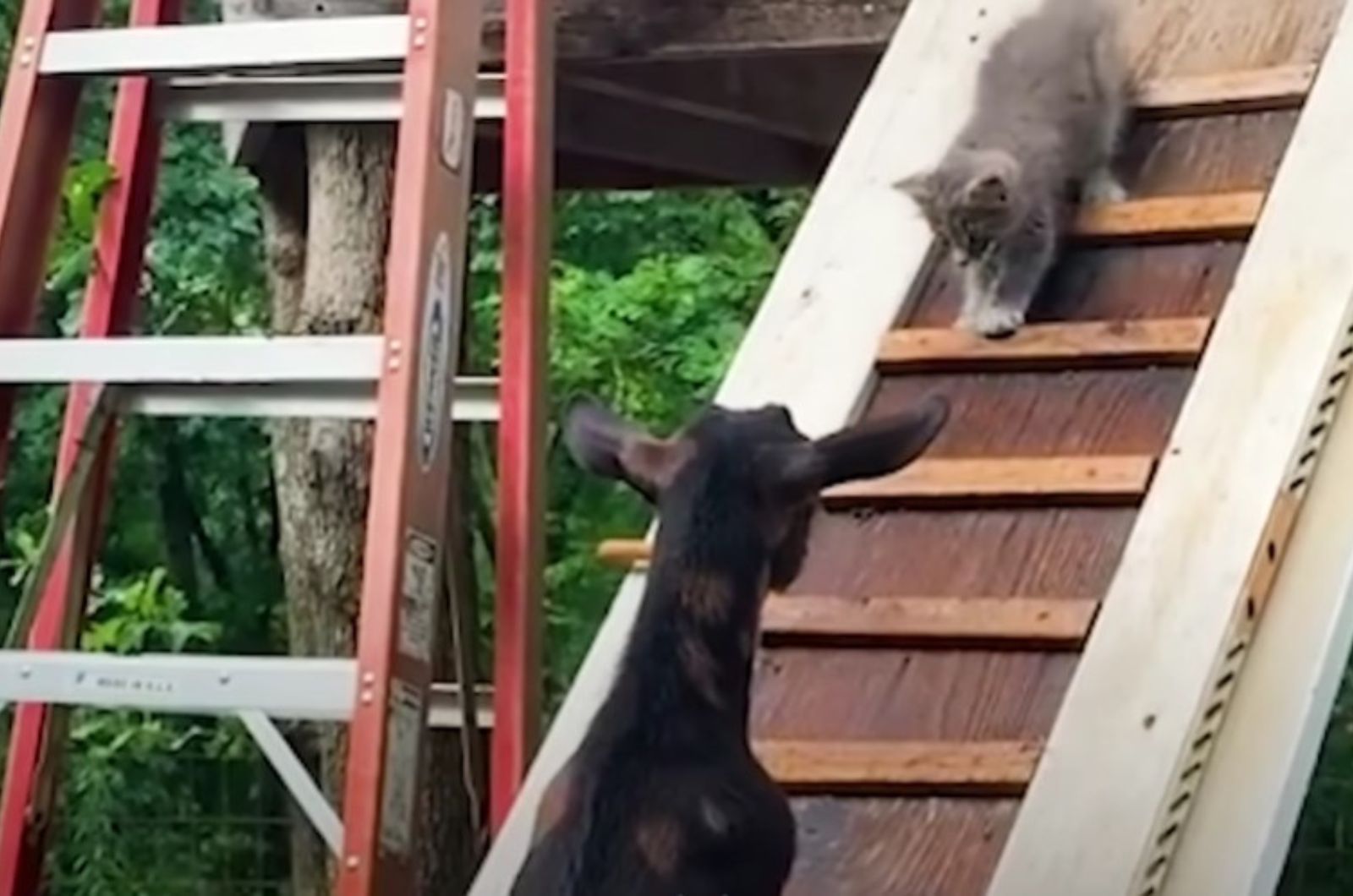 kitten walking towards farm goat