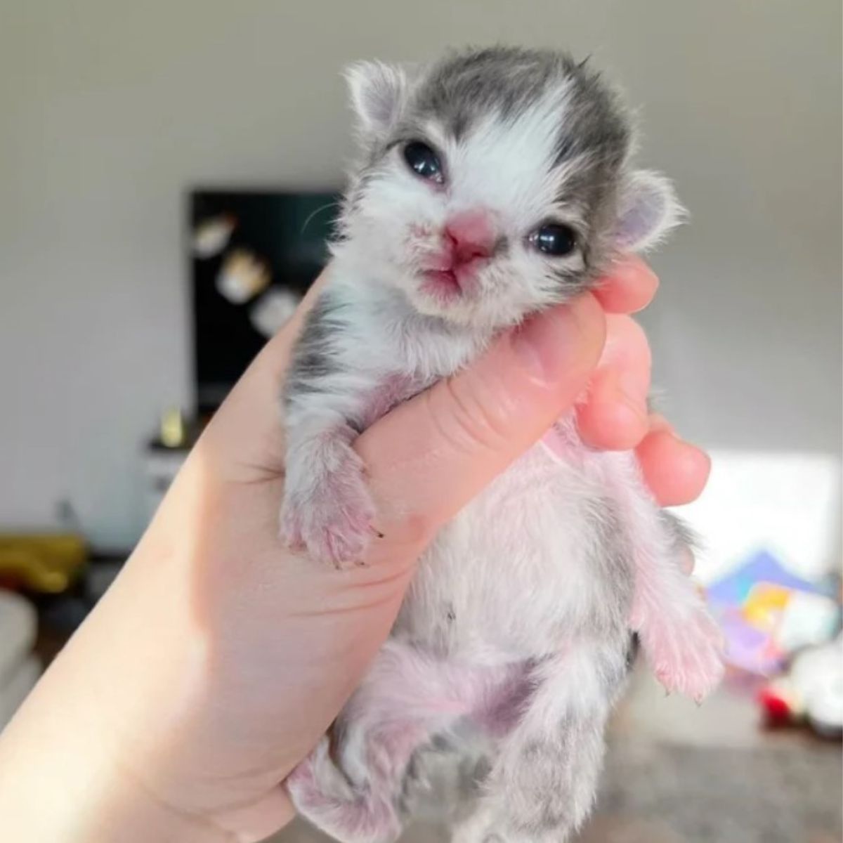 woman holding newborn kitten