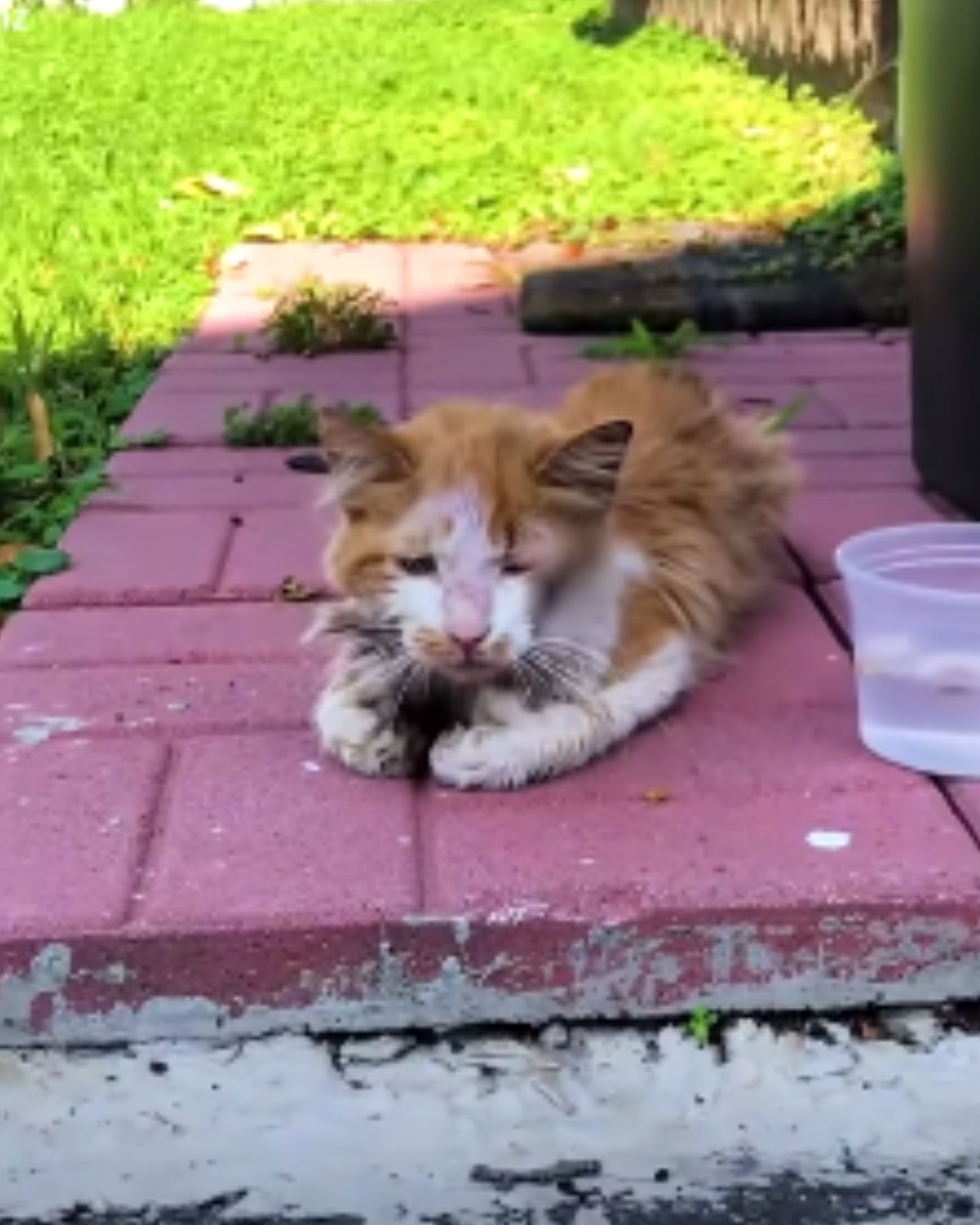 orange cat laying outside