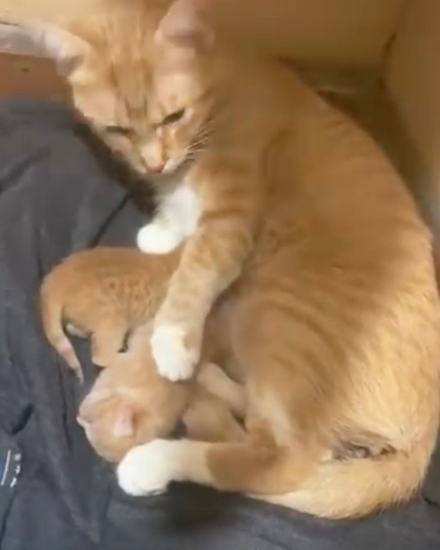 cat nursing kittens