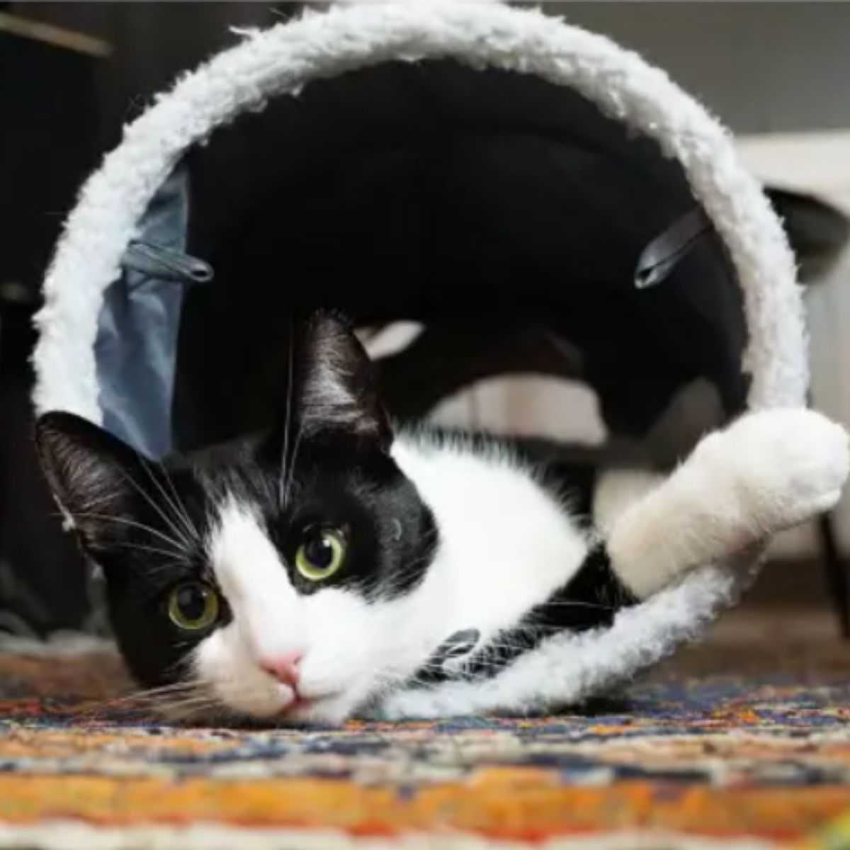 cat lying on the floor