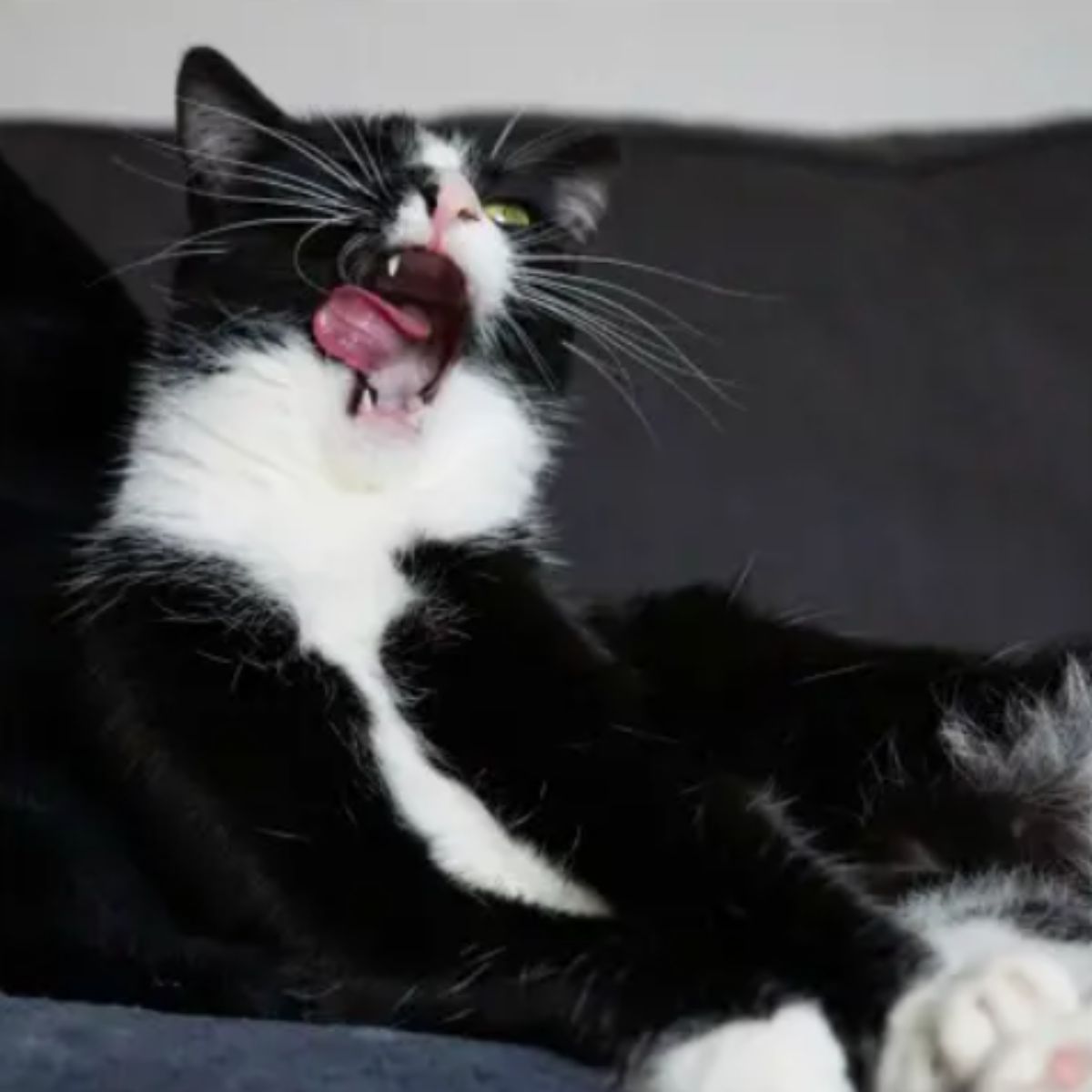 cat yawning