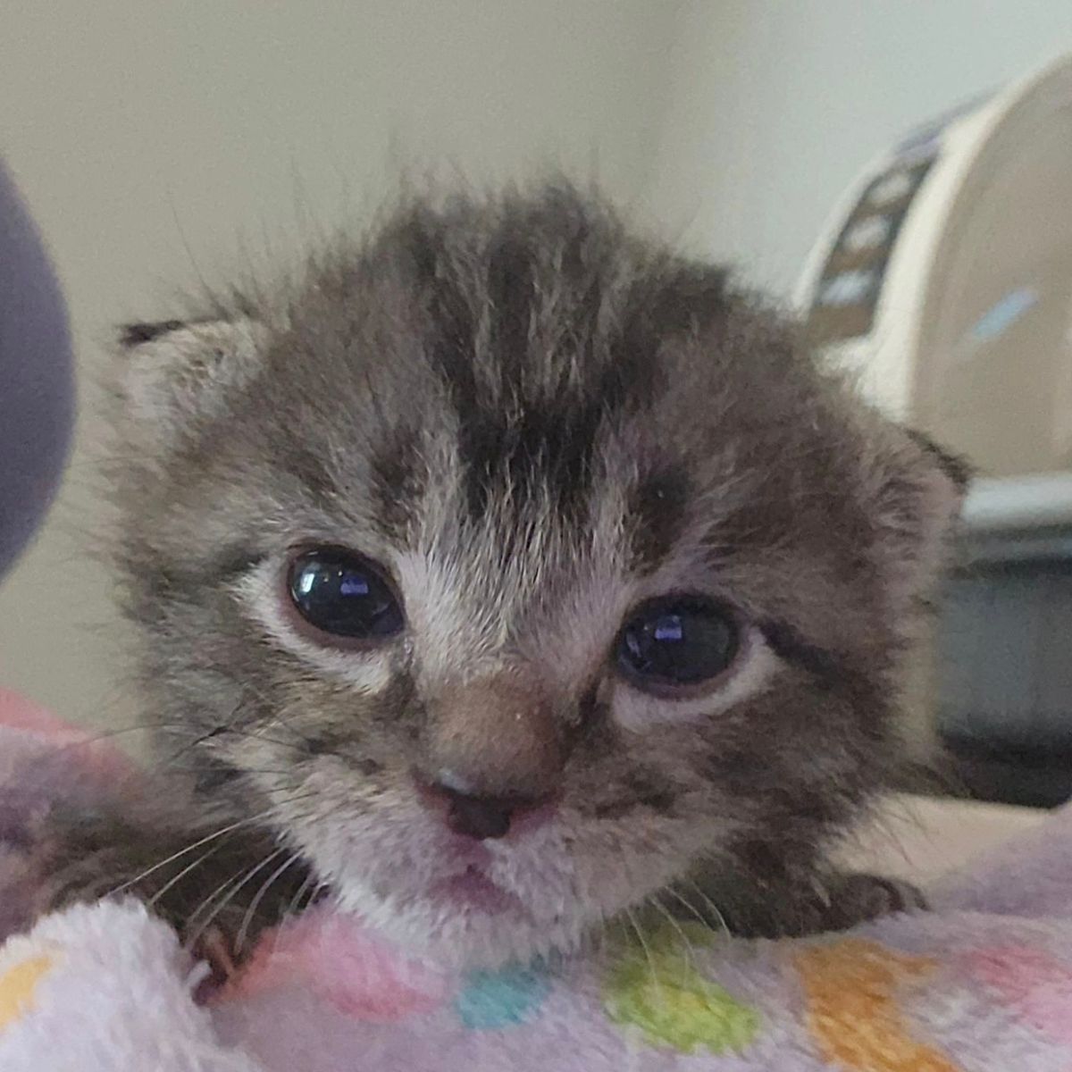 gray kitten