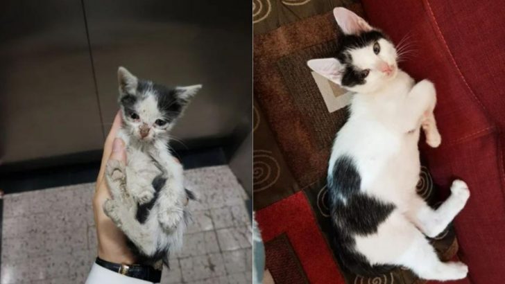 Don’t Miss These Jaw-Dropping Transformations Of Cats After Adoption