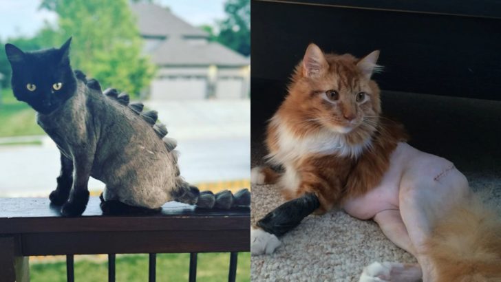 26 Photos Of Cats With The Most Hilarious Surgery Haircuts