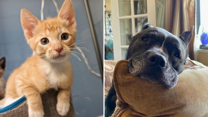 20 Heartfelt Pet Rescue Moments That Will Leave You Feeling Inspired