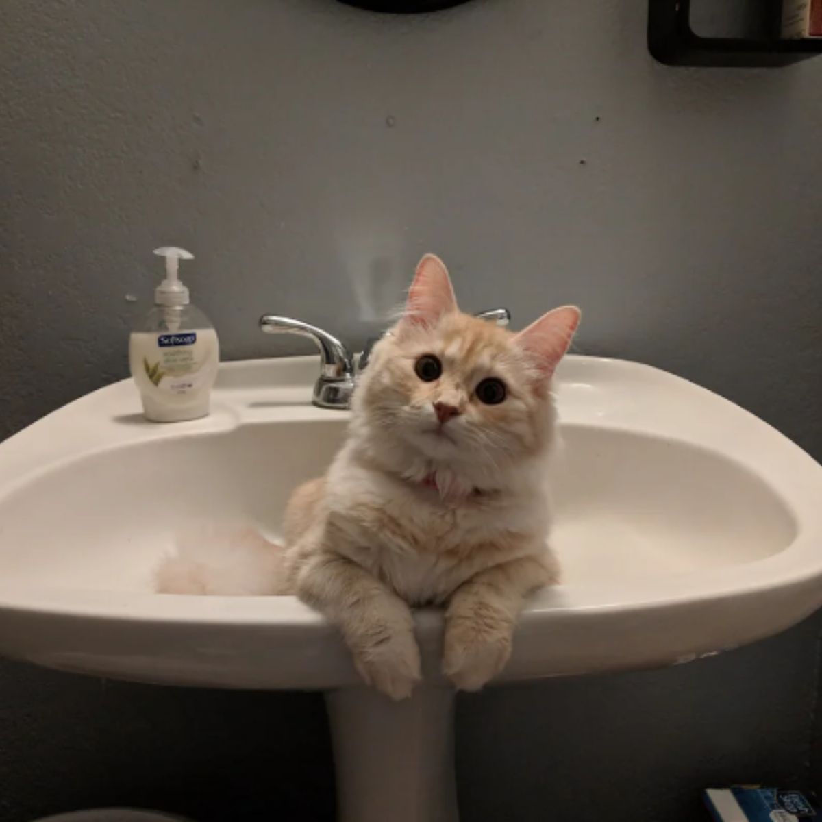 cat in a sink