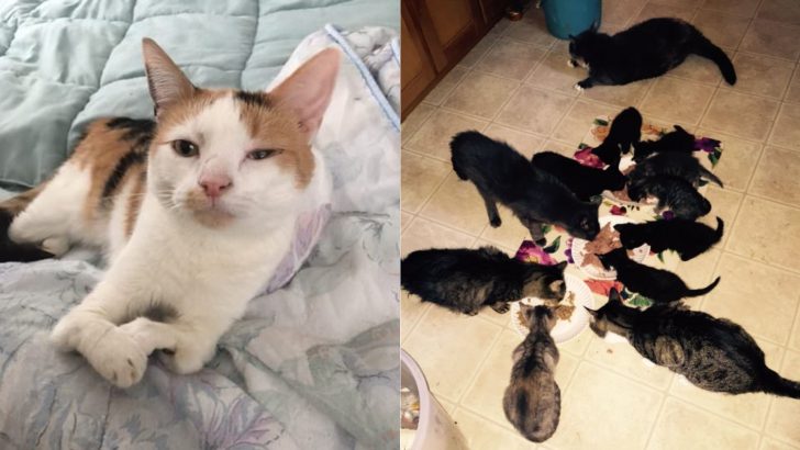 This 72-Year-Old Angel Of A Woman Dedicates Her Life To Helping Cats With Different Disabilities