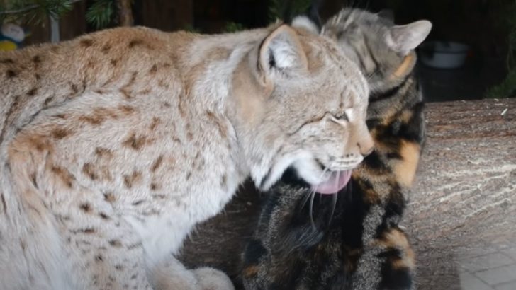 Cat Shocks Everyone After Sneaking Into A Lynx’s Enclosure At The Zoo